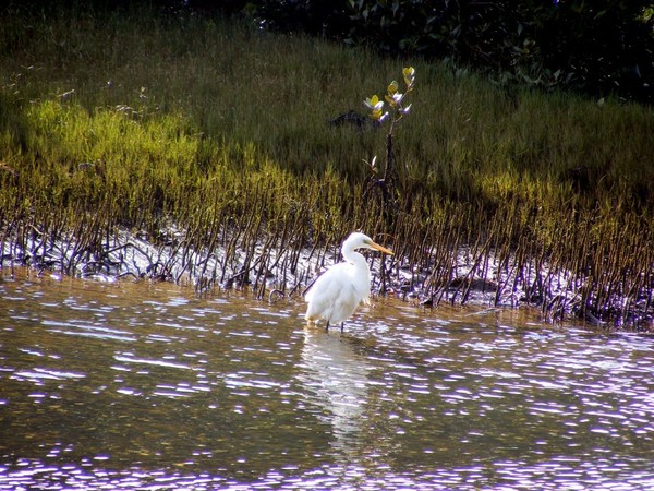 White heron in the estuary at Waikawau Bay.